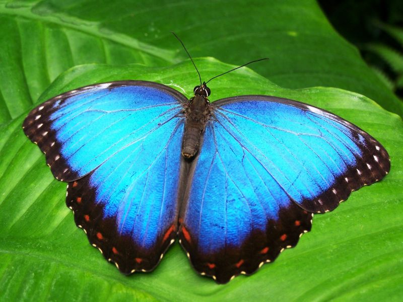 butterfly-blue-insect-blue-morphofalter-66268.Z.jpeg